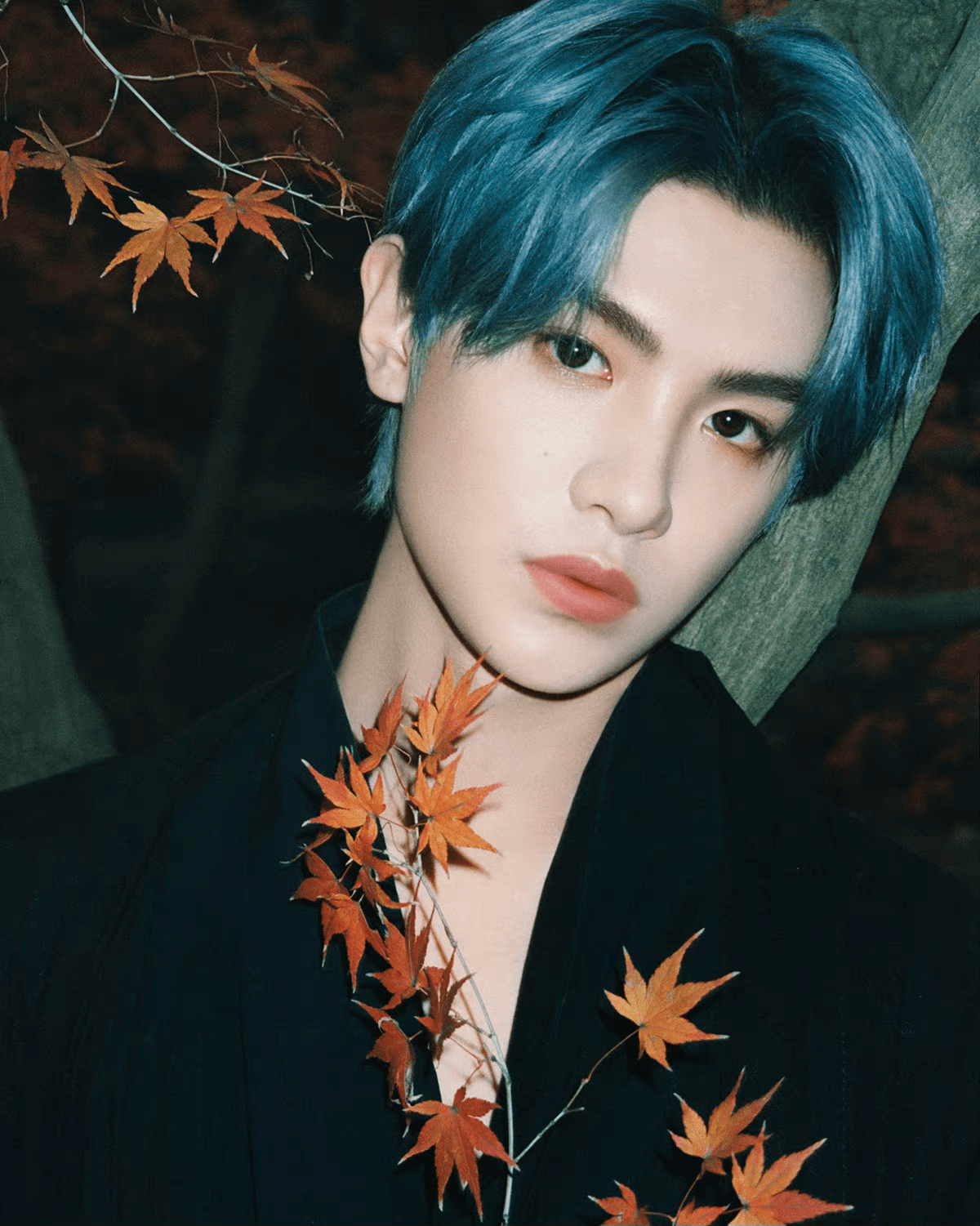 黄明昊秋日枫叶大片