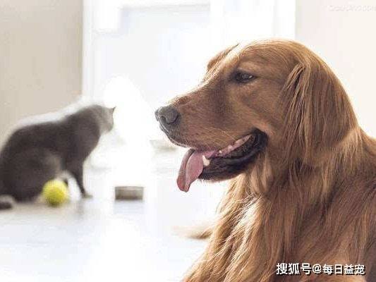 给狗接生的方法是什么 d9e5dcc878414ebbbcd6b63e8509b92f.jpeg