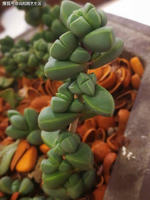 原创多肉鹿角海棠,经过大师修剪,养成了盆景老桩,价格翻了10倍