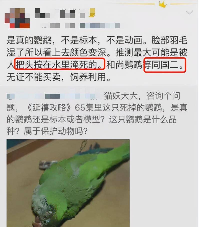 猫咪|不虐待动物就拍不好影视剧了吗？这5部戏的做法，一个比一个残忍