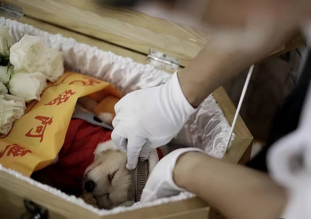 宠物身后事:主人让宠物走得体面,商人却在瓜分"尸体蛋糕"_殡葬_骨灰盒