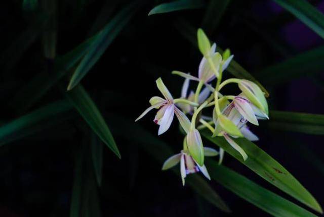 从12月17日开始 运势不错 会鸿运当头 幸福安康的三大星座 生活 朋友 力量