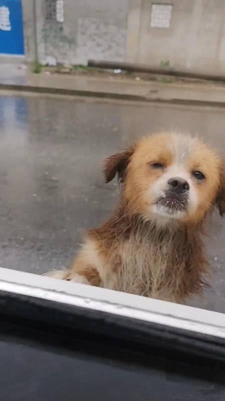男子在工地上养了一只流浪狗,得知工人离开时,狗狗站在雨中送别! 男子在工地上养了一只流浪狗,得知工人离开时,狗狗站在雨中送别!