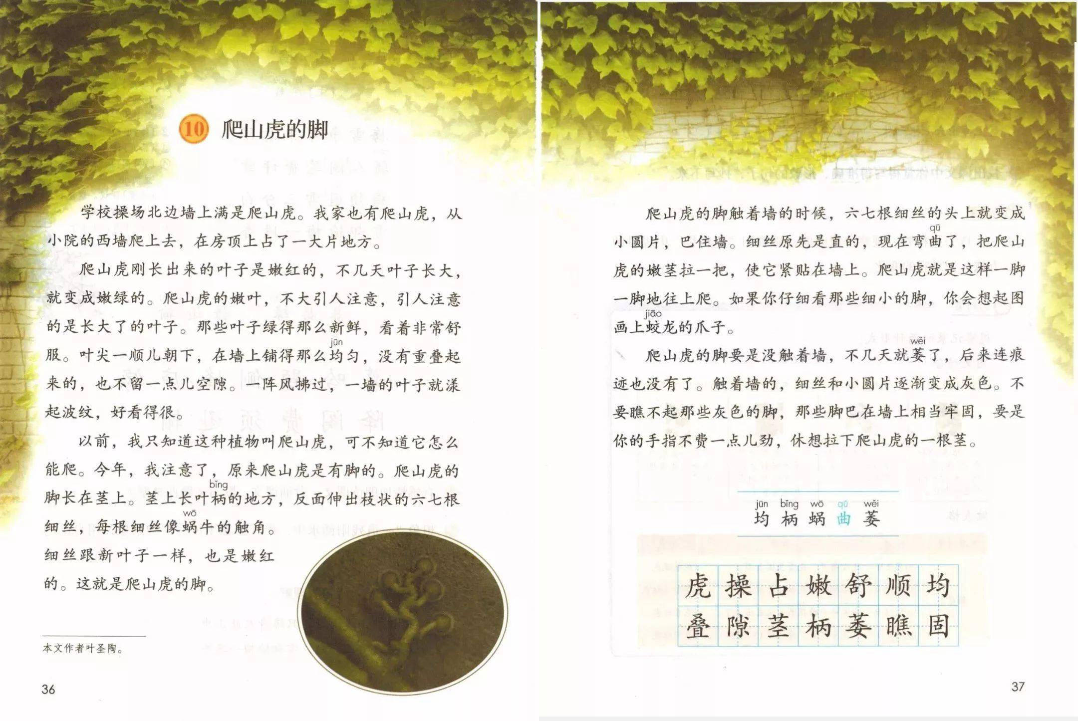 四(上《爬山虎的脚》试讲教案及备课思路_课文_教学_过程