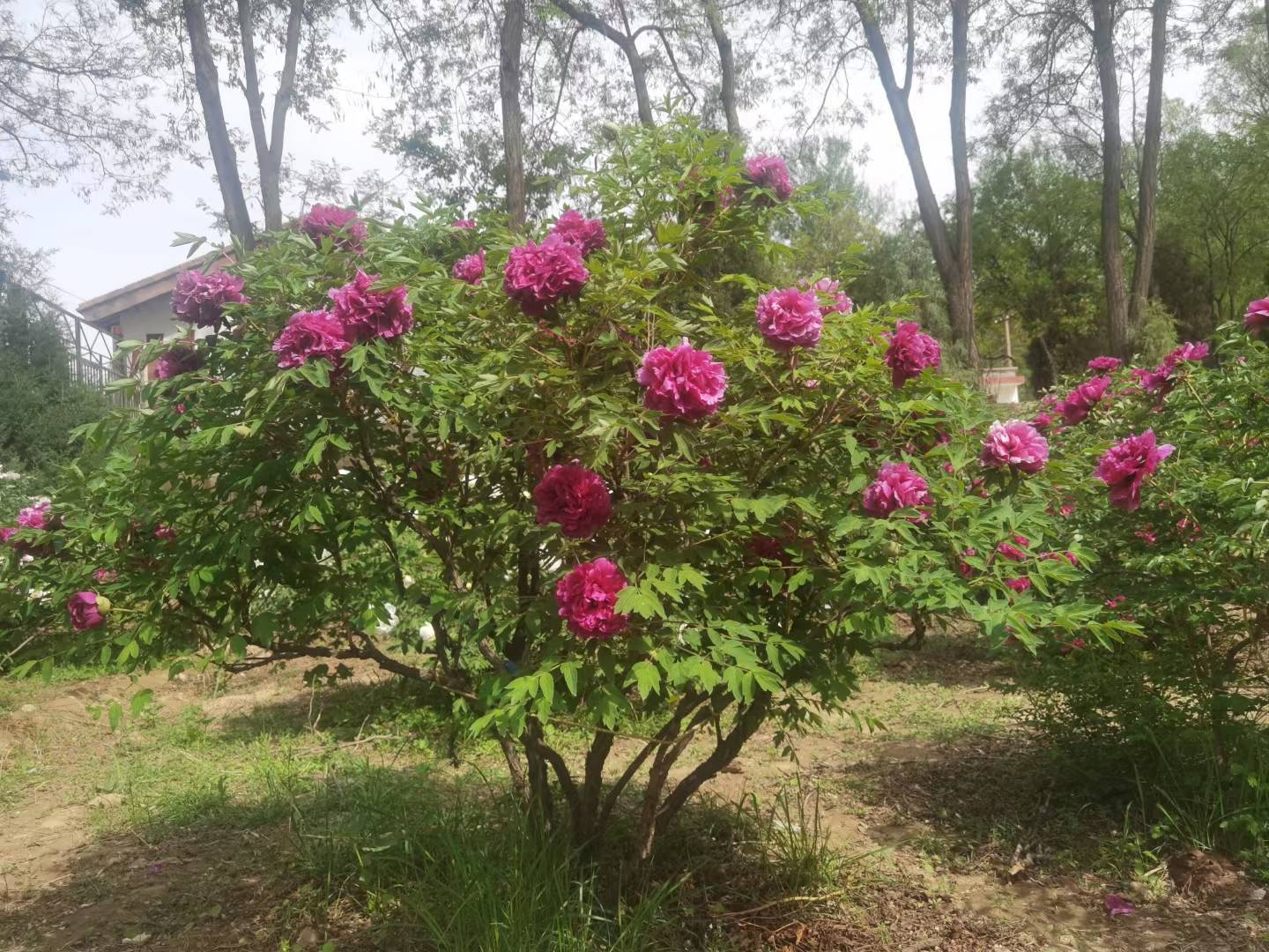 樹牡丹(紫斑牡丹)怎麼養護呢_中川牡丹_開花_影響_氣味