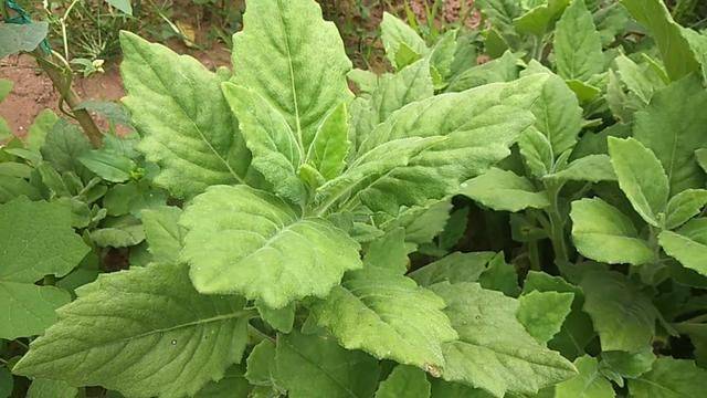 农民叫它"胖儿参",白子菜降"三高",有"神仙草"之美称_食用_农村_治疗