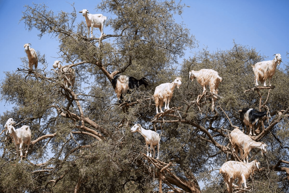 摩洛哥的“羊上树”，树上“长满”了羊，还让当地人发家致富