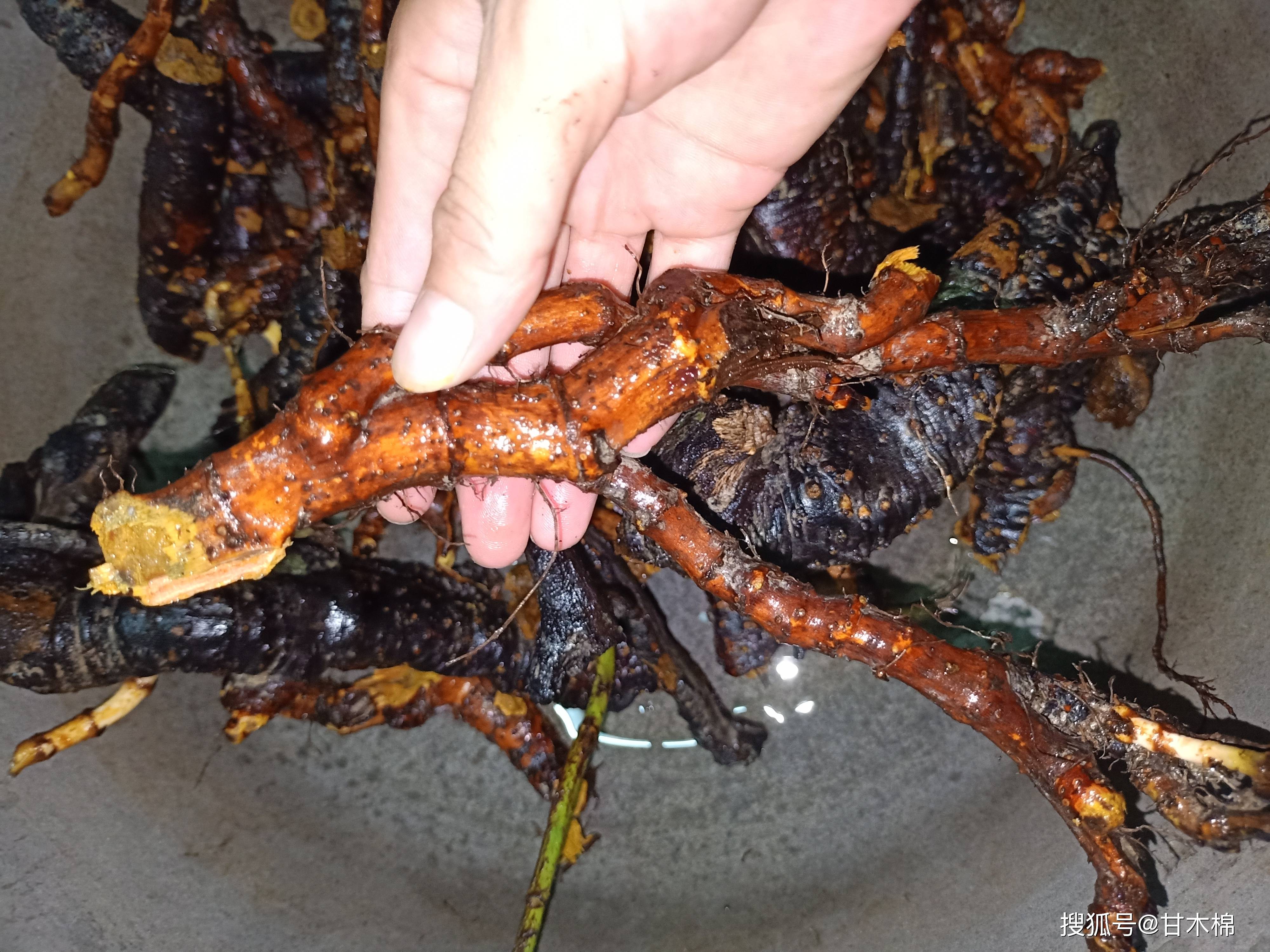 冒芽|儿时吃过的山野零食:酸筒杆,你还记得吗?它的根茎还能染色哦