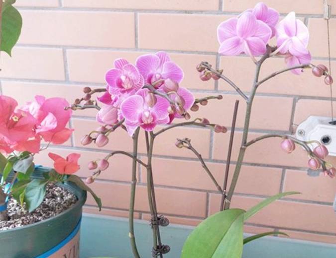 蝴蝶兰怎样浇水呢 0b78fb221bb3412687f98574af62c0ab.jpeg