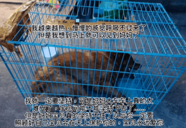 快递怎样运输宠物 2407ed218acd4546a8a15ad36bb7bb37.png