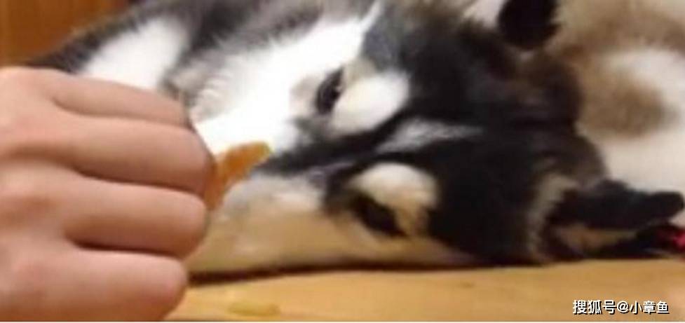 什么二哈张着嘴巴睡觉，主人悄悄在它舌头上放食物时，二哈竟然醒了