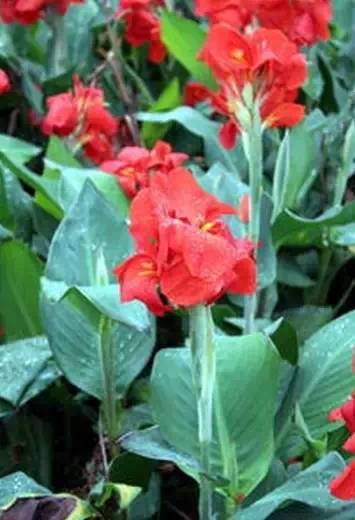 怎么种姜花 5475cc86330d4be08de02dc9f5e33b22.jpeg