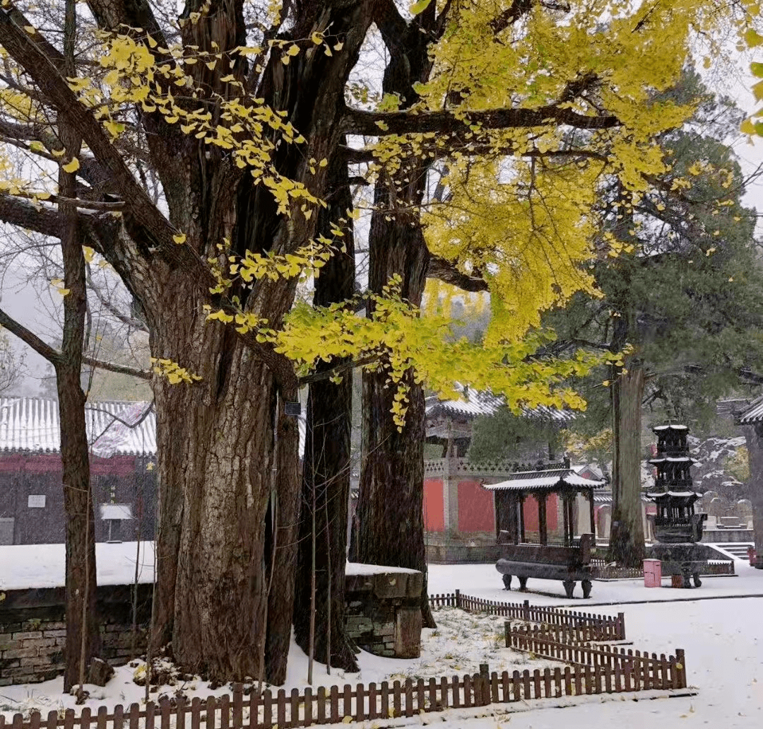 售票处|济南冬日不可错过的20个打卡地，全部走完这个冬天就完美了！