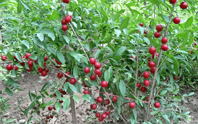 北方有一种饲料果叫欧李,含钙量比牛奶高,历史上还曾是贡品