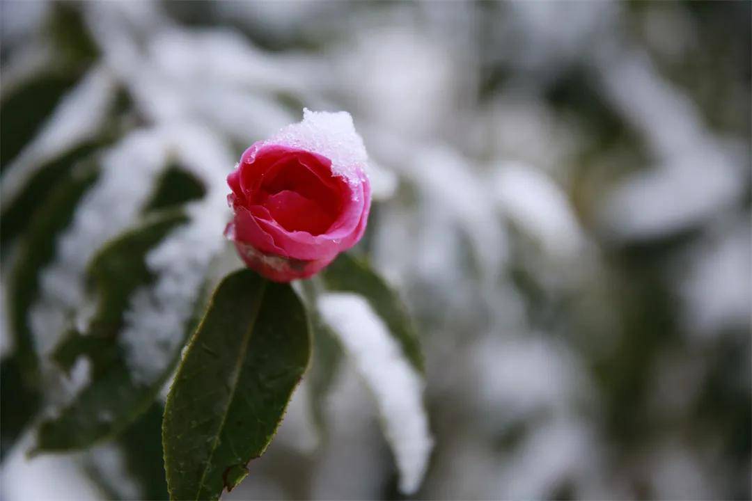 雪景|你还记得腾冲那些年的雪吗