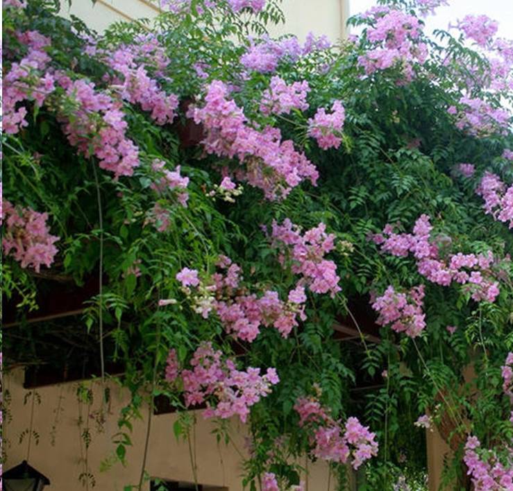 蓝妖:非洲粉色凌霄花的养殖方法,掌握这几点很重要_开花_根系_分枝