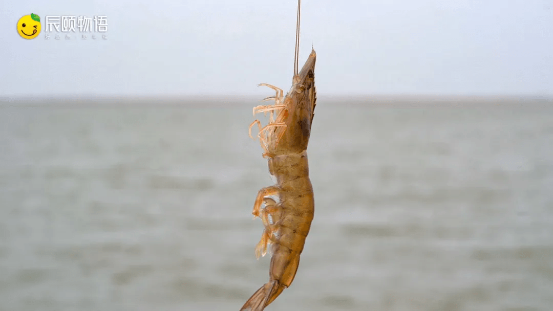 辰颐物语原生态熟冻盐田虾开盒即食鲜而不咸