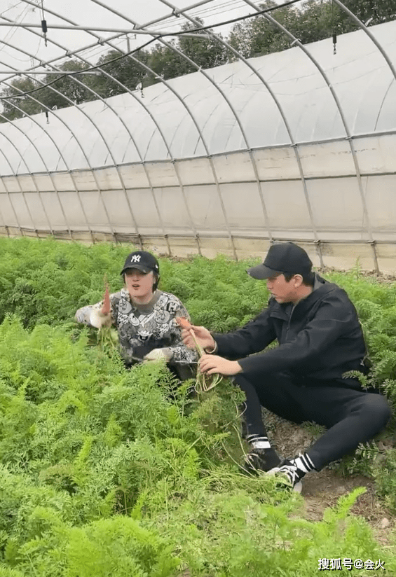 孙俪夫妇菜地里卖力拔萝卜！蹲地上刨土不嫌脏，求表扬被老公忽视封面图