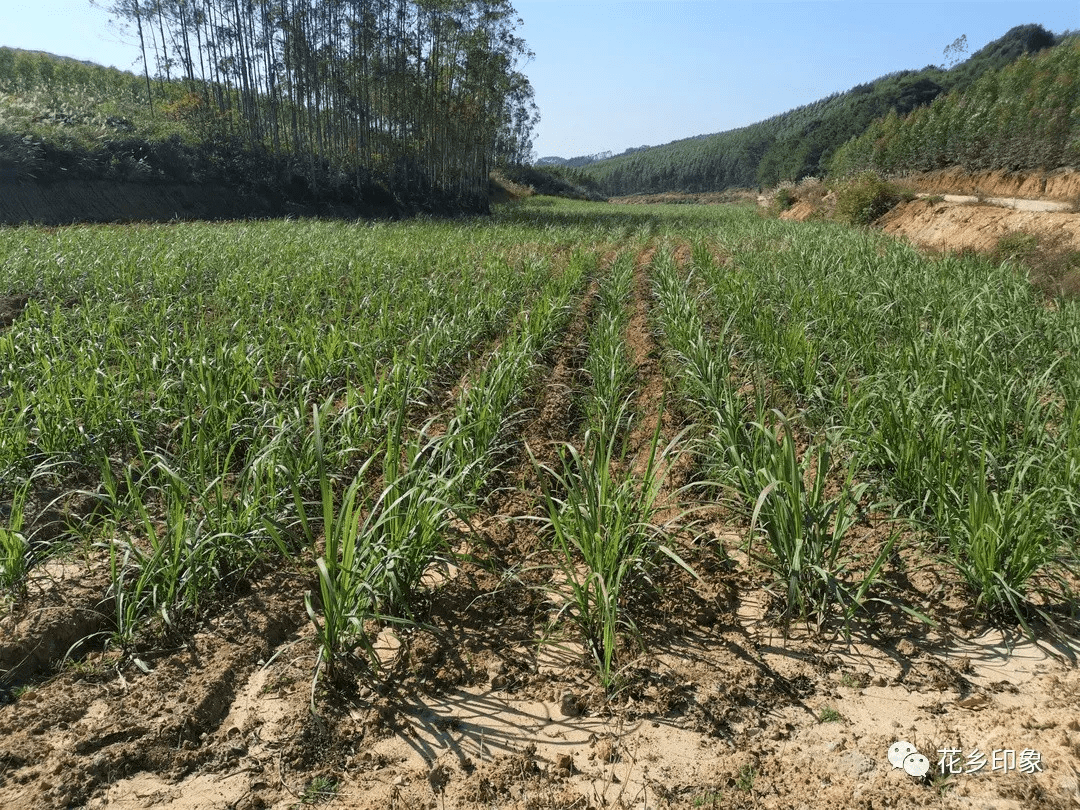 蔗农黄永财的甜蜜事业