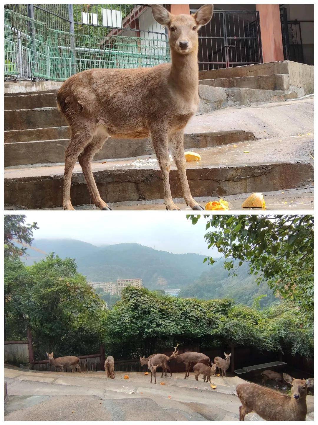 激动!三明动物园来新萌物啦~快来围观