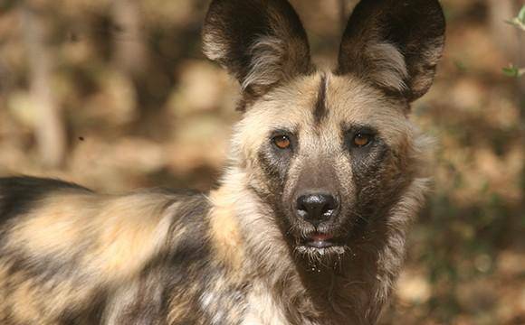 但是这具尸体根本就没有头颅,而且手臂也断掉一条,就在李远山担惊受怕