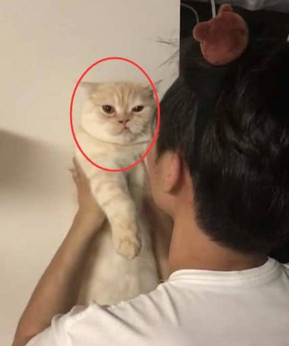 猫咪老婆生孩子，就将猫送到奶奶家寄养，两个月后来接猫时笑到扶墙走