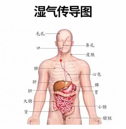 脾胃|北京百康中医院：湿气重”的人,四处会“变浅”,若中标,早调理早受益