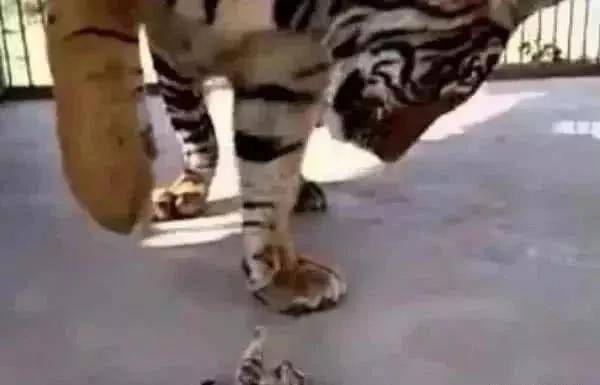 小奶猫一不小心掉进虎窝,炸毛中强装淡定:虎哥,我是你弟弟 小奶猫一不小心掉进虎窝,炸毛中强装淡定:虎哥,我是你弟弟