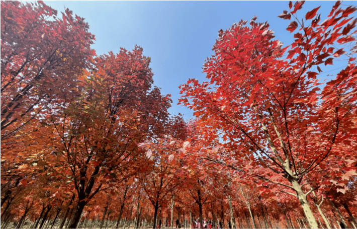 晋网红 这个冬天，把眉山穿在身上，谁看谁心动~