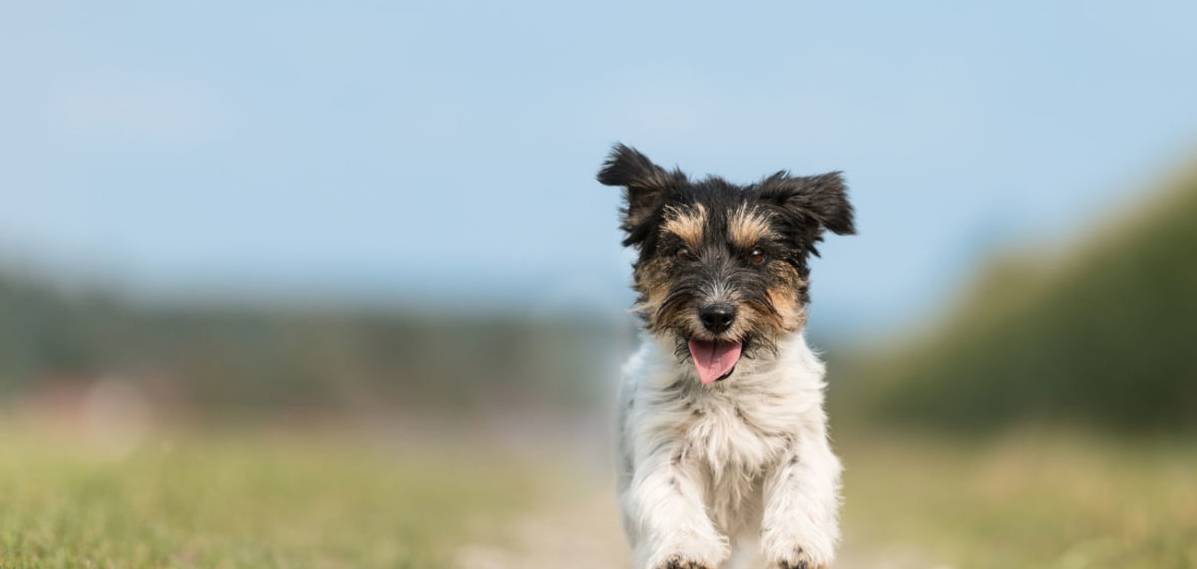 獎(jiǎng)勵(lì)|寵物狗的基本訓(xùn)練命令：過來