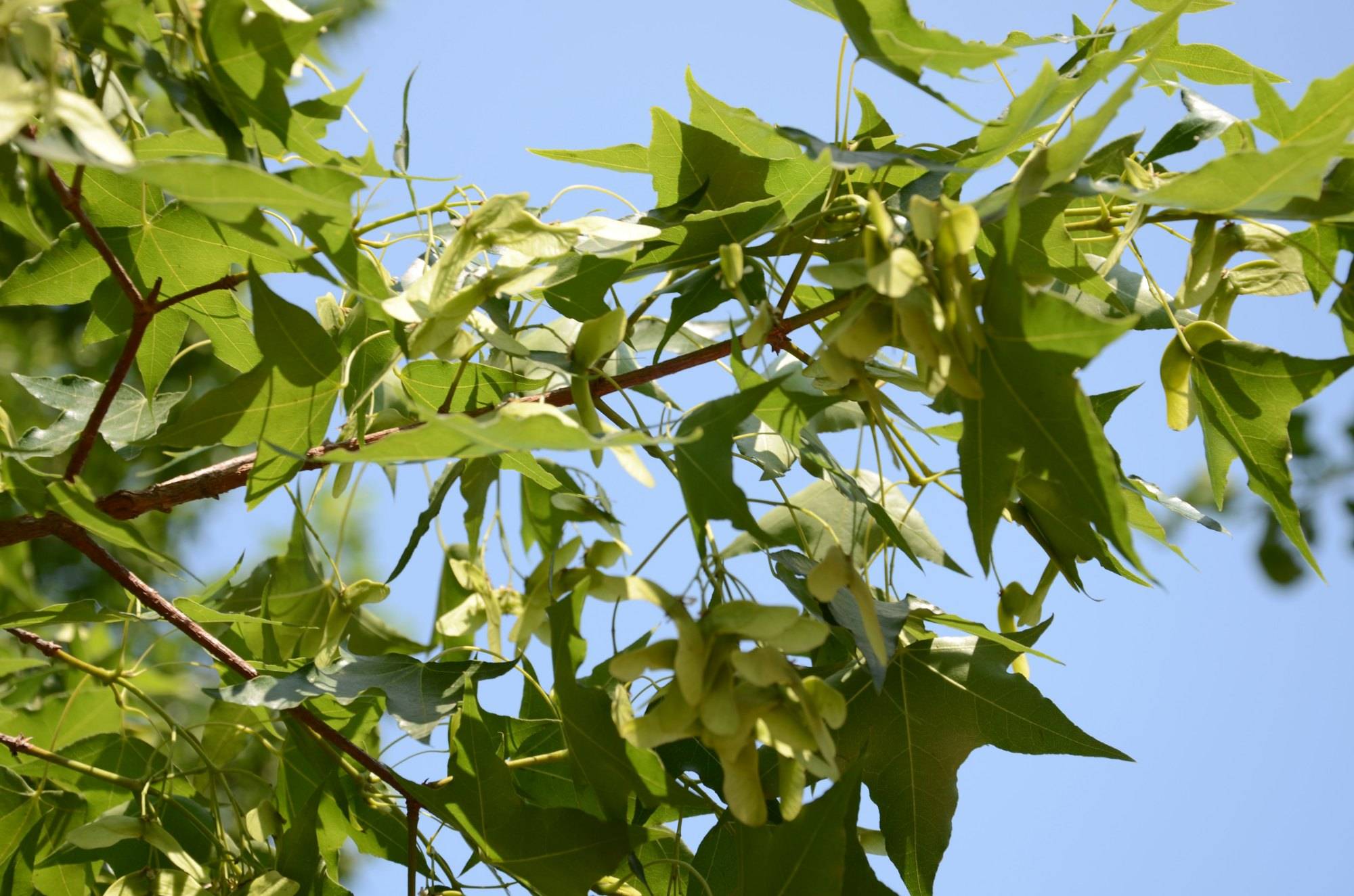 九尾猫解读元宝枫的适生环境有哪些
