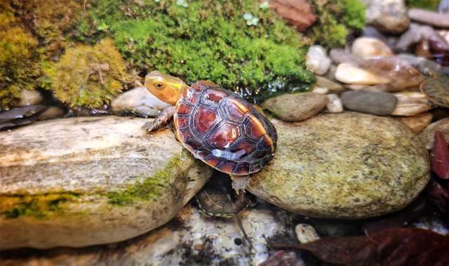 黄缘闭壳龟需要晒太阳吗龟谷鳖老