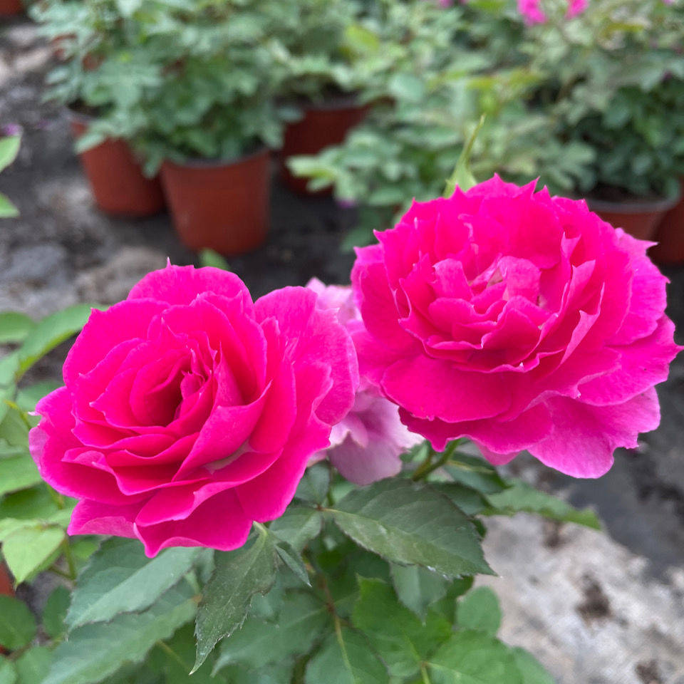 我爱你 不在乎你是否高大帅气 爱情 阿谁 方的心