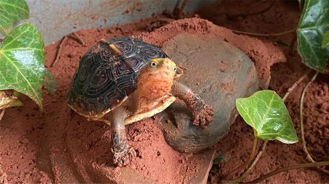 黄缘闭壳龟需要晒太阳吗龟谷鳖老