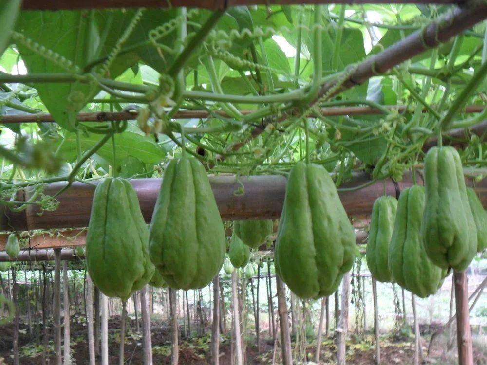 种一株可结几百个瓜 春吃嫩尖 夏秋吃瓜冬挖根 你家或许也能种 佛手瓜 食用 产量