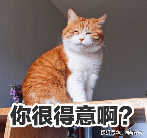 亲人|别怂恿我养橘猫，不然别怪我和你绝交