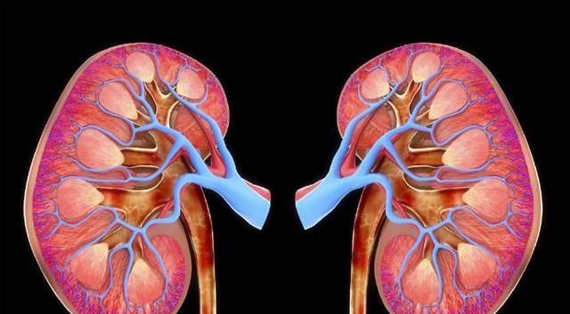 饮食|吃什么食物对肾脏有好处？肾脏不好的人不应该吃什么食物？