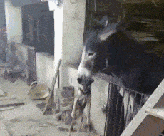 马路|搞笑GIF段子:这垃圾桶怎么跟熔岩炉一样