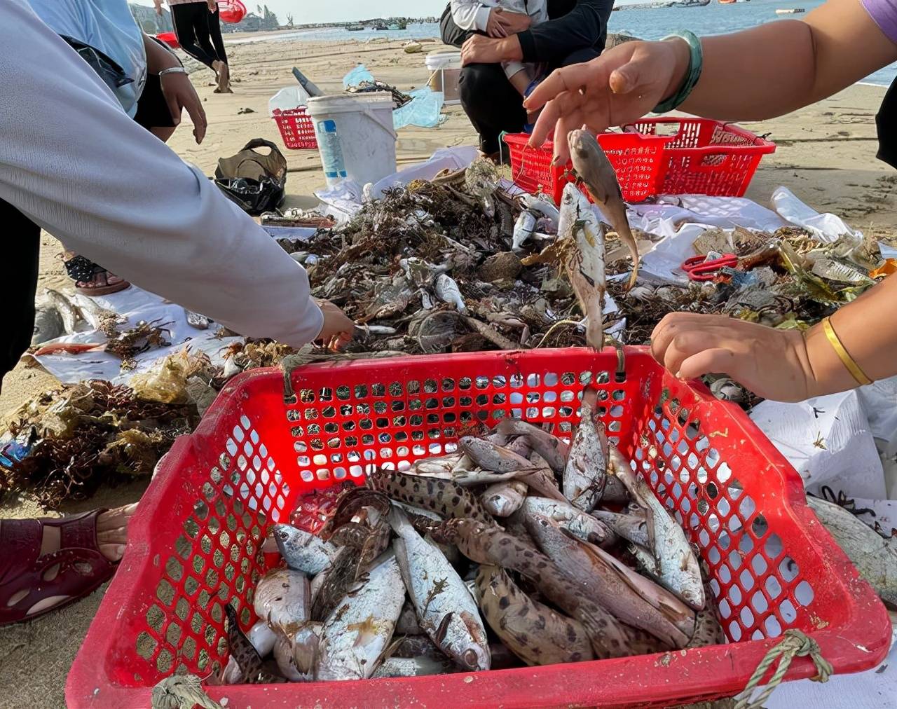 螃蟹|海南的莺歌海你知道吗？离三亚不远，看落日最美，吃海鲜特别实在