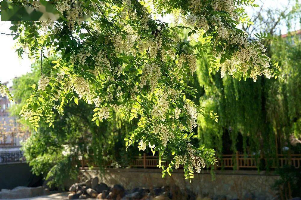 大连市启动"市树,市花"评选活动