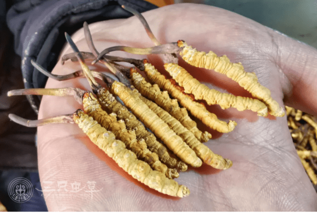 西藏那曲的冬虫夏草特点、生长、药用价值