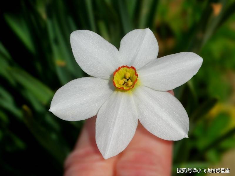 12月30日左右迎来桃花运 3大生肖遇见梦中情人 摆脱单身 爱情 事情 女孩子