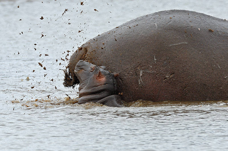 非洲的鱼告诉你,真的能把鱼"恶心"死_河马_粪便_死亡