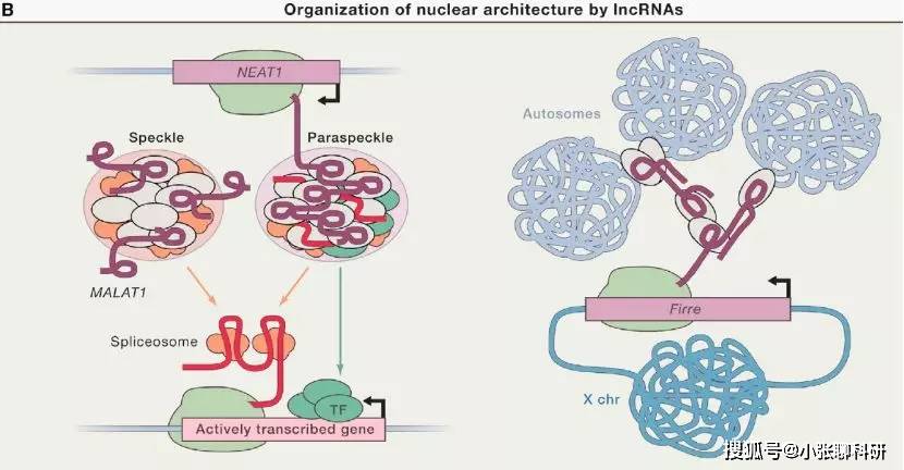 据说看懂这张路线图的人，都是lncRNA方向的牛人_调控_Cell_师兄