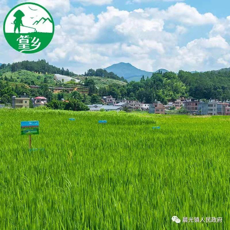 寻乌县晨光镇人民政府推动农业高质量发展让群众增收有保障