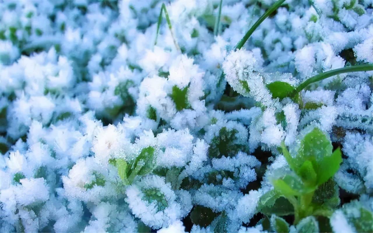 这些冬季常见的冻害,及受冻后的管理措施,和防护措施你都知道吗_进行_