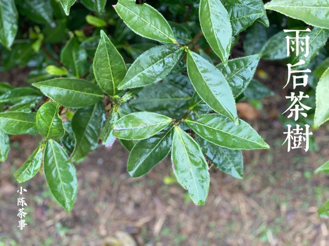 名字|冬日、喜雨、饮茶，来杯老白茶吧！