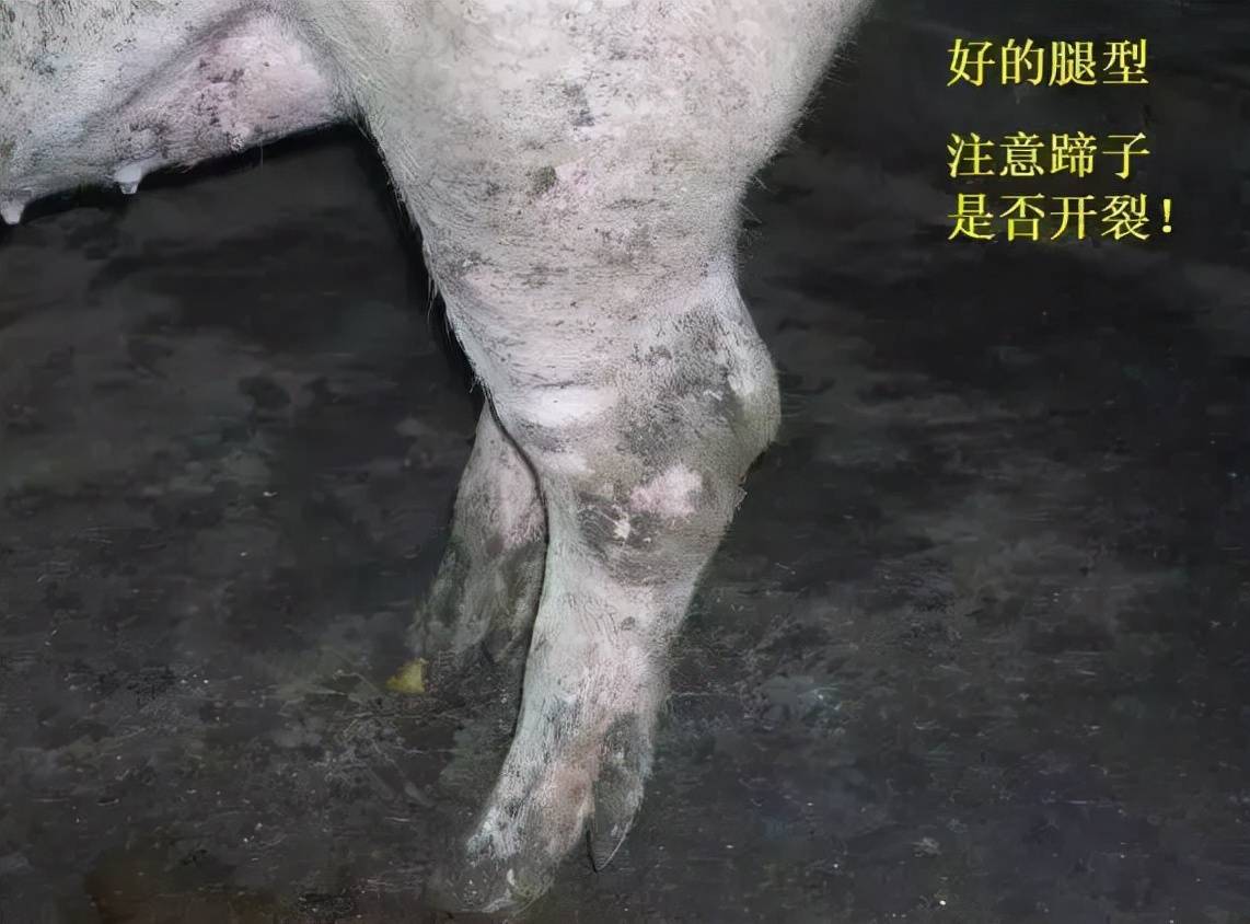 kg_生产_阴户