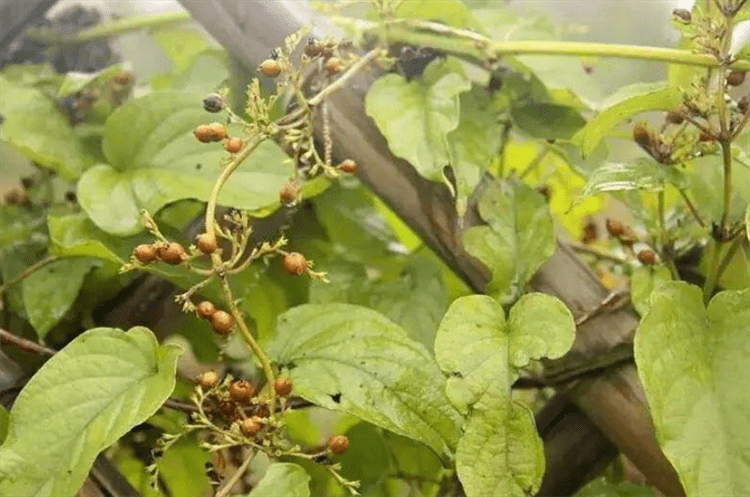 所以在我國南方地區,也許許多人都知道雞屎藤這種植物,它可以採用種子