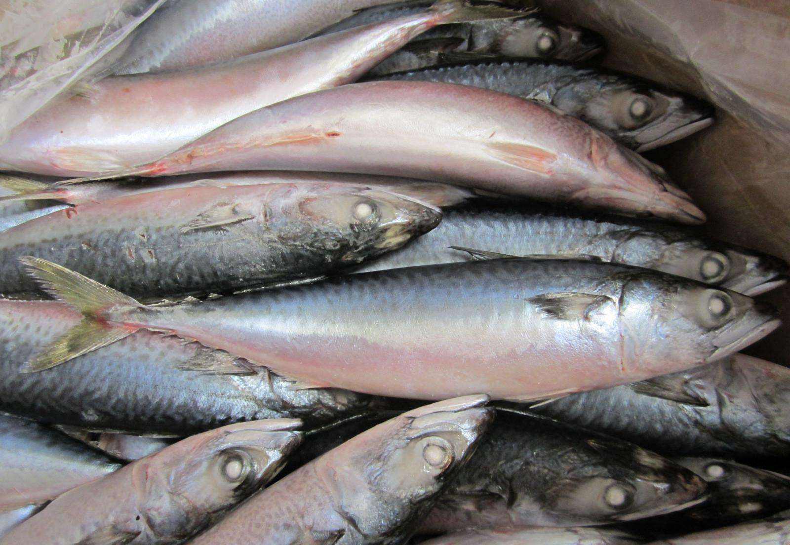 原创买鱼时有人专挑这5种纯野生海鱼人工无法养殖看完涨知识了